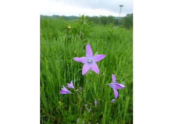 Wiesen-Glockenblume (Campanula patula) - © Philipp Sengl